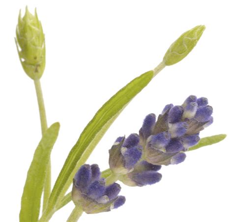 LAVENDER PLANT CARE - Planting, Growing, Caring For Lavender Plants