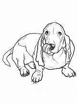 Basset Hound Shows Tongue coloring Page sketch template