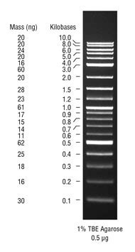 1 kb Plus DNA Ladder for Safe Stains | NEB