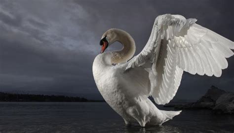 BBC - Wonder Monkey: Shooting swans - a modern tale