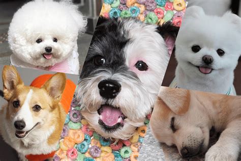 5 of the Cutest Korean Dogs You'd Want to Follow on Instagram Right Now