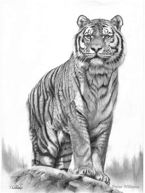 "Apex - Siberian tiger pencil drawing" Poster for Sale by Mightyfineart | Redbubble