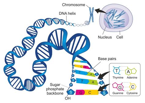 2b1 Protein Synthesis – Nature Journals