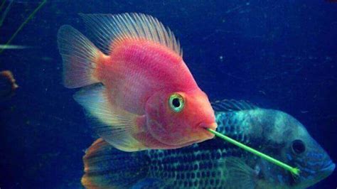 King Kong Parrot Cichlid Care Guide | Diet, Habitat, Breeding, Accessories