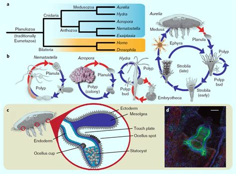 First Jellyfish Genome Sheds Light on Evolution of Animal Complexity ...