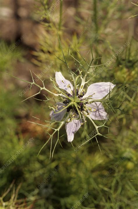 Nigella sativa flower - Stock Image - B640/0974 - Science Photo Library