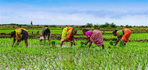 Women Vital to Agricultural Development - BORGEN