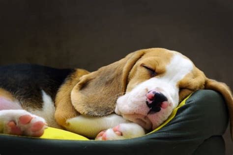 How Many Hours Does a Puppy Sleep? - Caring For A Dog