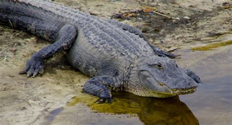 Best Alligator Hunting In Mississippi Full Guide With FAQs.!!