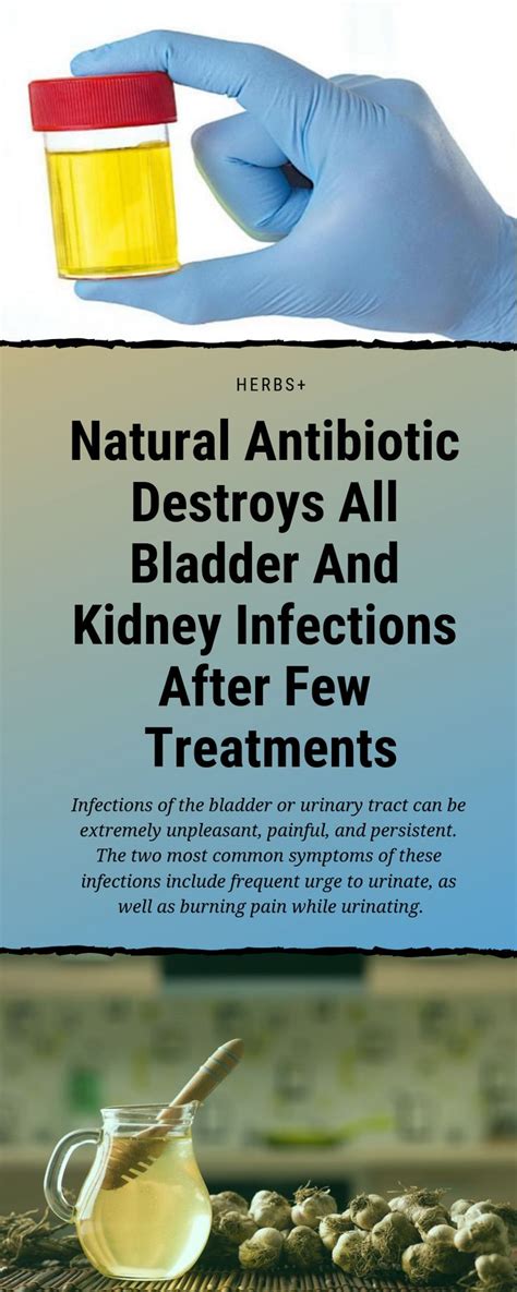 Natural Antibiotic Destroys All Bladder And Kidney Infections After Few Treatme… | Bladder ...