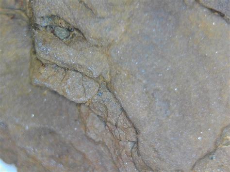 Fossil imprints - Fossil ID - The Fossil Forum