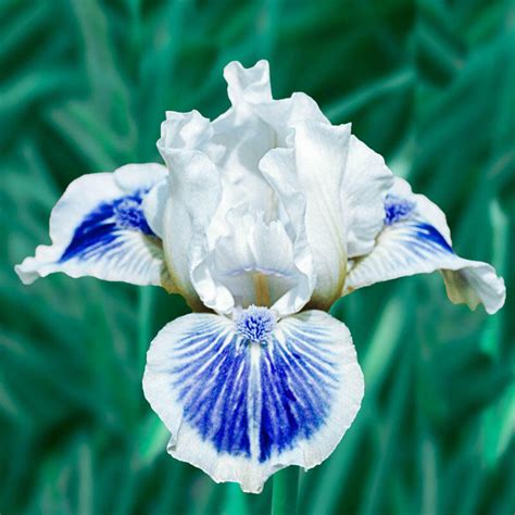 Blue Bearded Iris Flower