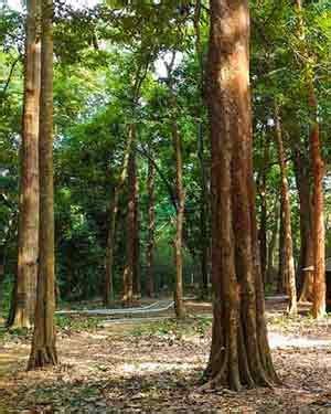 Teak Plantation: Details on Seeds, Teak Wood Plantation per Acre etc.