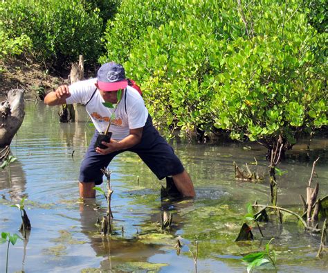 Importance of sediment flow for mangrove conservation and restoration | WWF