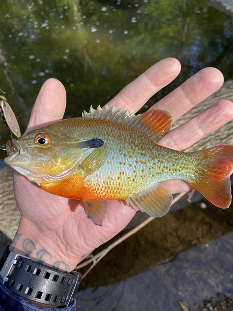 Cool colors! Redbreast sunfish : r/Fishing