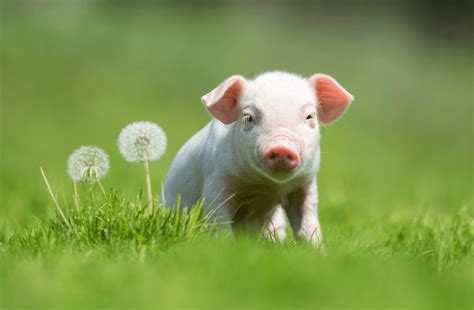 The World Of Baby Pigs Explored Through 8 Awesome Facts - Animal Corner