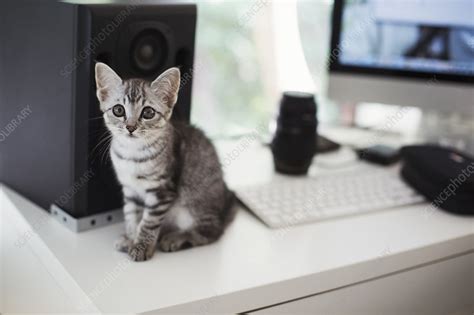 Close up, tabby cat sitting on desk, computer, loudspeaker - Stock Image - F021/7593 - Science ...