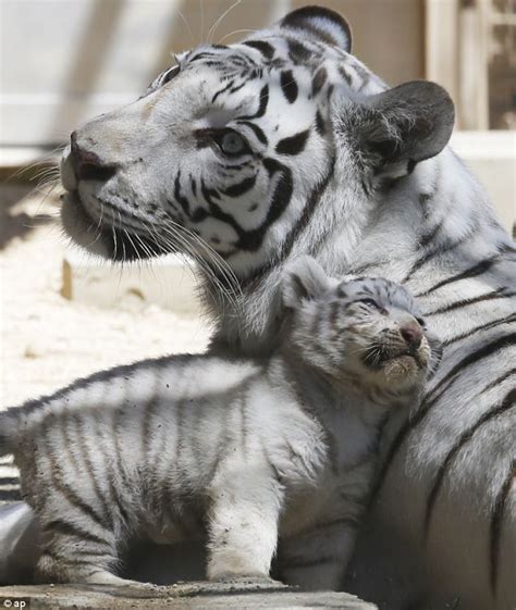 Cuddles: A cub nuzzles up against Karla. White Bengal tigers have a ...