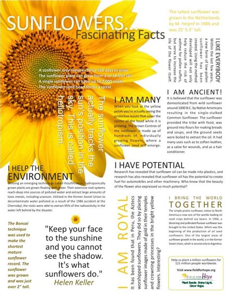 Más de 25 ideas increíbles sobre Sunflower facts en Pinterest