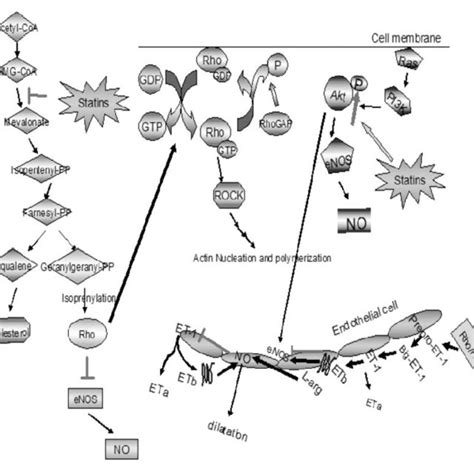 Statins (HMG-CoA reductase inhibitors) inhibit the conversion of ...