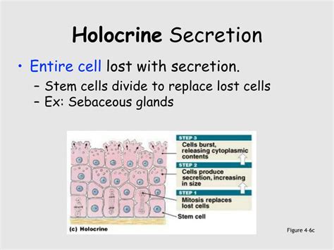 PPT - Epithelial Tissues PowerPoint Presentation - ID:306935