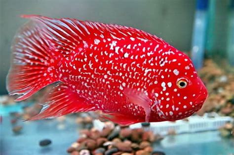 aquariums with red oscar fish | Re: Texas cichlid 1 year 7 months ago #266060 | Cichlid fish ...