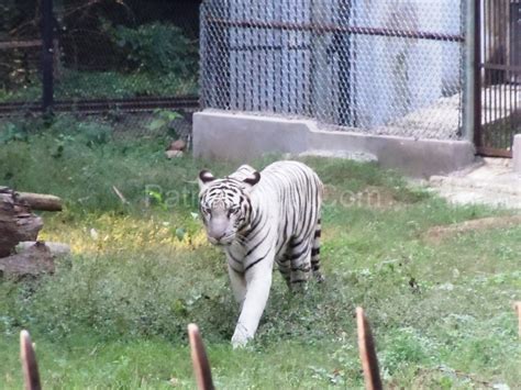 Sanjay Gandhi Biological Park|Patna Zoo : 'Lungs of Patna' - Patna Local