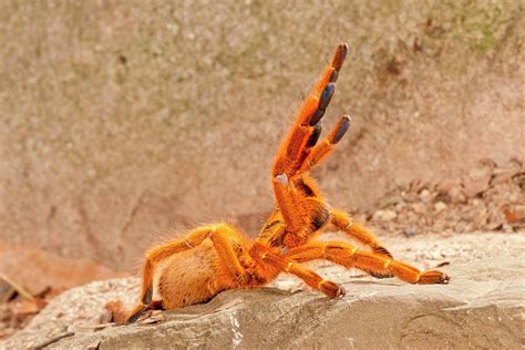 USAmbara Orange Baboon Spider Photograph by David Northcott - Pixels