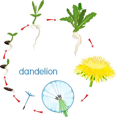 Apomixis - Vegetative/asexual propagation