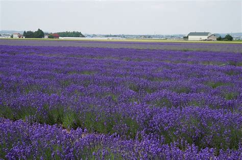 Gambar Pemandangan Bunga Lavender - Nano Gambar