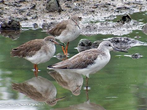 Common Greenshank - eBird