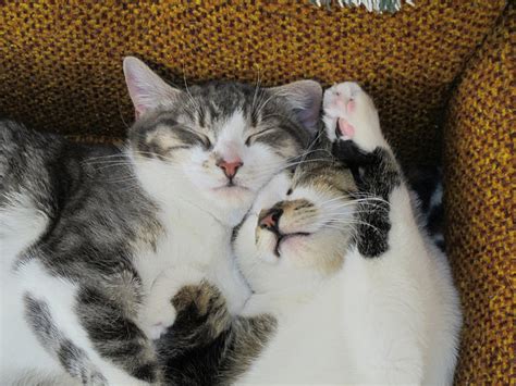 7 Facts About Your Cat’s Sleeping Habits | iHeartCats.com