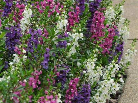 Drought-Tolerant Plants | The Best Plants For Dry Soil | HGTV