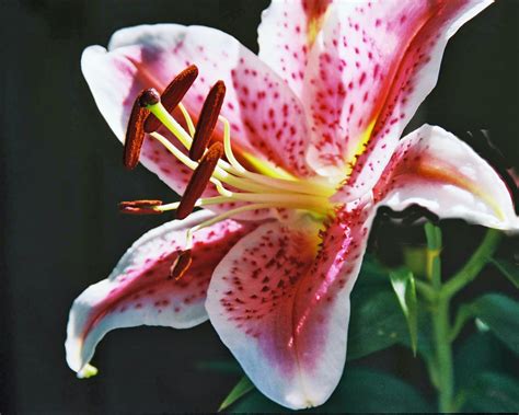 Asiatic Lily Care: When & How to Plant Asiatic Lilies From Bulbs