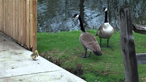 Bird Fight! Canada Geese vs. Swan (HD) - YouTube