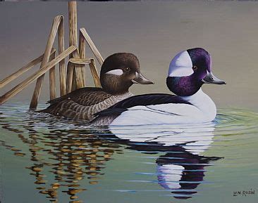 Bufflehead Ducks | Waterfowl art, Duck art, Wildlife paintings