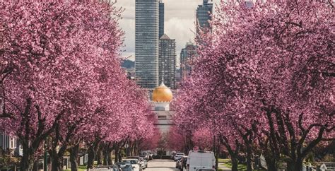 The stunning Vancouver Cherry Blossom Festival returns Spring 2021 | Listed