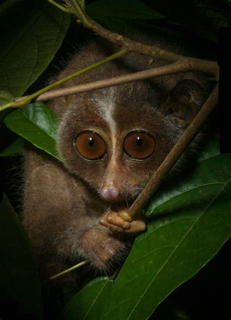 Slender Loris | Primates, Animals beautiful, Slow loris