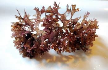 Seaweed Photosynthesis