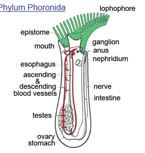 Phylum Phoronida