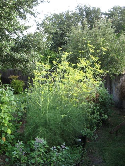 Scientilosopher's Domain: Fennel Flowers