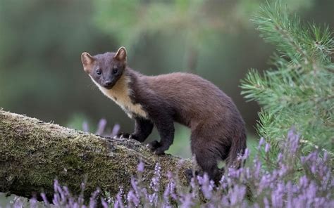 Britain's pine marten population to double overnight in conservation effort