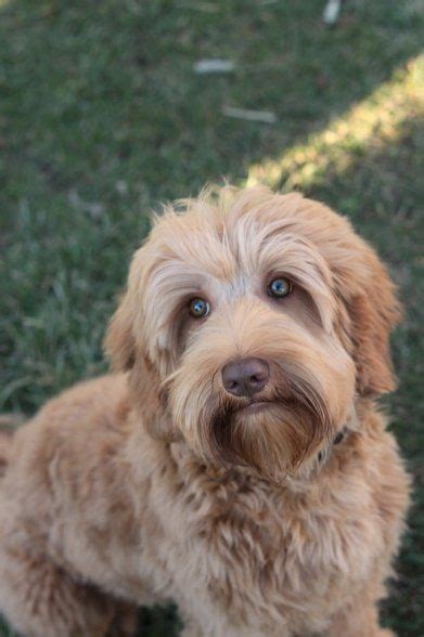 50+ Cutest Labradoodle Pictures – Page 5 – The Paws in 2020 ...