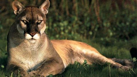 felino, animales, puma, 1080P, depredador HD Wallpaper