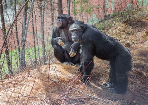 Female Residents in Habitat at Project Chimps - Project Chimps