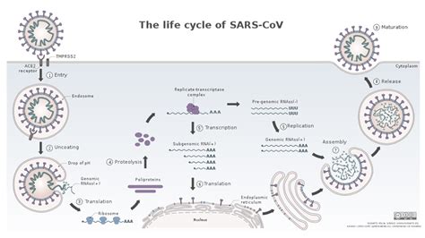 The Biology and Immunology of COVID-19 Susceptibility