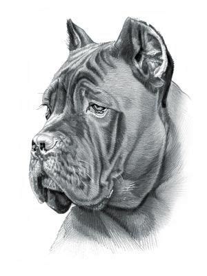 Cane Corso Dog | Corso dog, Cane corso, Dog drawing