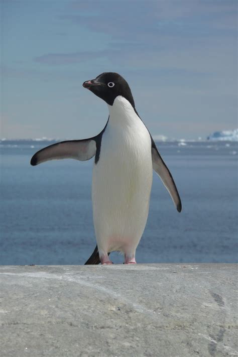 Adelie penguin population dynamics: 18 years in a colony — Australian Antarctic Program