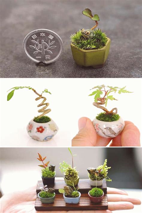 Have a look at these cute plant miniatures they may inspire you to do somethingcute | Bonsai ...