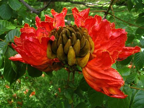 Seeds Garden & Outdoors African Tulip Tree Seeds Fountain Tree Seeds 200 Spathodea campanulata ...